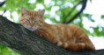 /album/cuarto-r-varios/d-069-gato-jpg/
